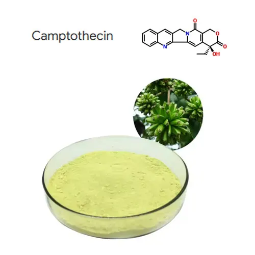 Yüksek Saflık% 98 Camptothecin Bitki Ekstrakt Toz CAS 7689-03-4