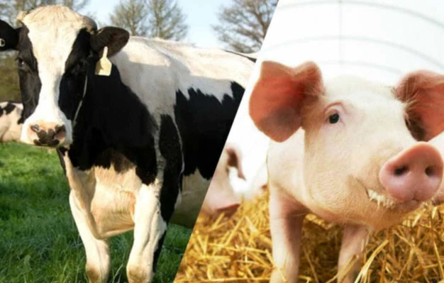 Albendazole Tablet for Livestock Parasite Use Albendazole Tablet for Livestock Parasite Use